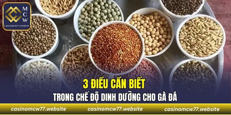 3 điều cần biết trong chế độ dinh dưỡng cho gà đá