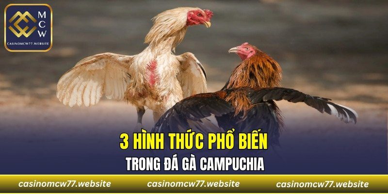 3 hình thức phổ biến trong đá gà campuchia