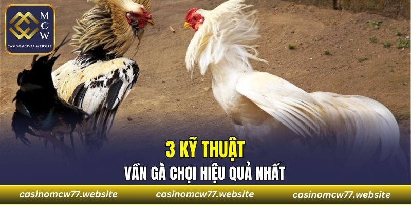 3 kỹ thuật vần gà chọi hiệu quả nhất