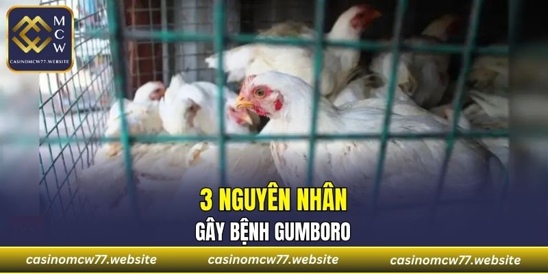 3 nguyên nhân gây bệnh Gumboro
