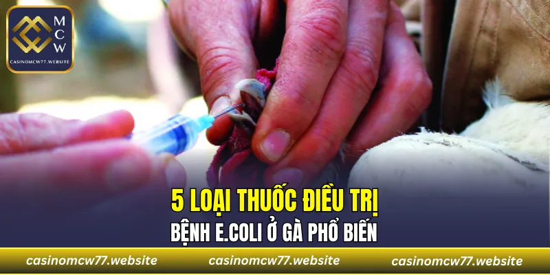 5 loại thuốc điều trị bệnh E.coli ở gà phổ biến