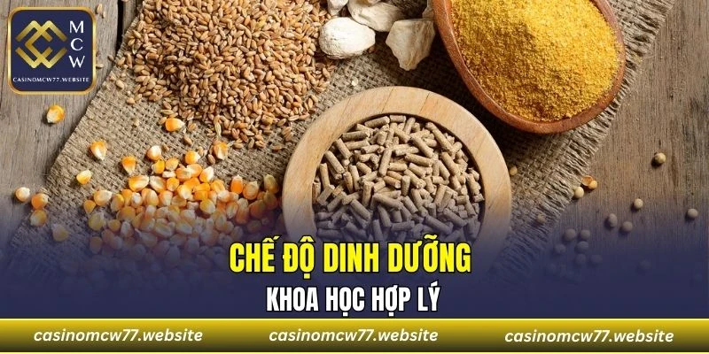 Bạn cần cung cấp thức ăn giàu đạm