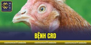 Bệnh CRD