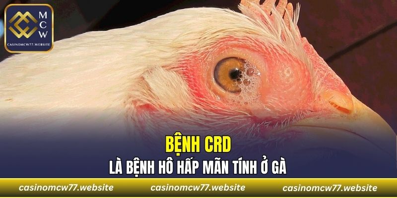 Bệnh CRD là bệnh hô hấp mãn tính ở gà