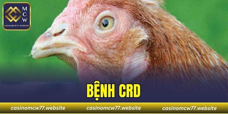 Bệnh CRD