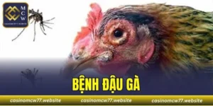Bệnh Đậu Gà