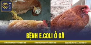 Bệnh E.Coli Ở Gà