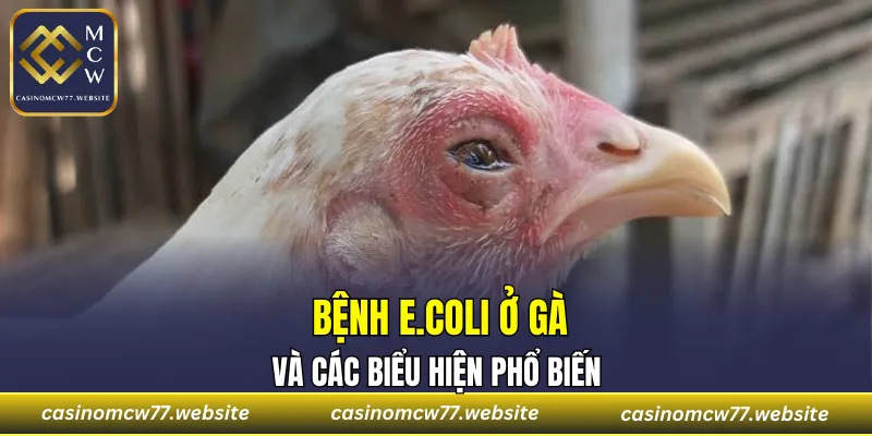 Bệnh E.coli ở gà và các biểu hiện phổ biến
