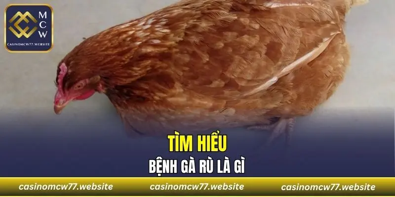 Bệnh gà rù là gì - Tìm hiểu chi tiết