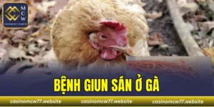 Bệnh Giun Sán Ở Gà