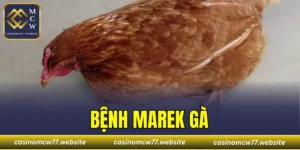 Bệnh Marek Gà