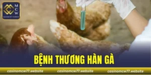 Bệnh Thương Hàn Gà