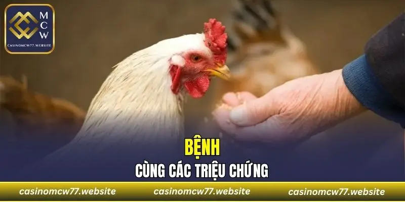 Bệnh thương hàn gà cùng các triệu chứng
