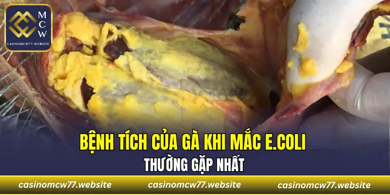 Bệnh tích của gà khi mắc E.coli thường gặp nhật