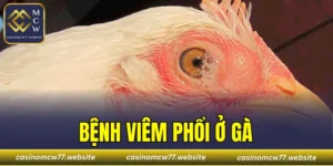 Bệnh Viêm Phổi Ở Gà