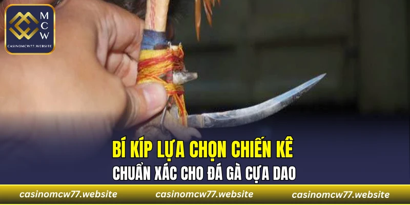 Bí kíp lựa chọn chiến kê chuẩn xác cho đá gà cựa dao