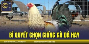 Bí Quyết Chọn Giống Gà Đá Hay