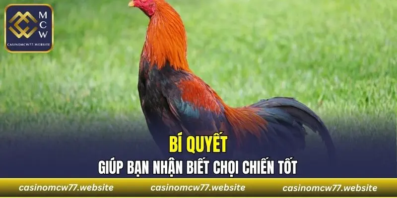 Bí quyết giúp bạn nhận biết được chọi chiến tốt