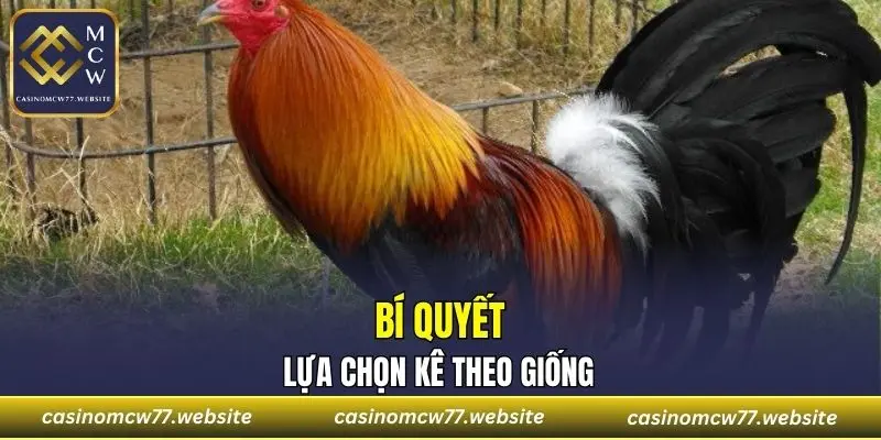 Bí quyết lựa chọn Gà Mỹ theo giống