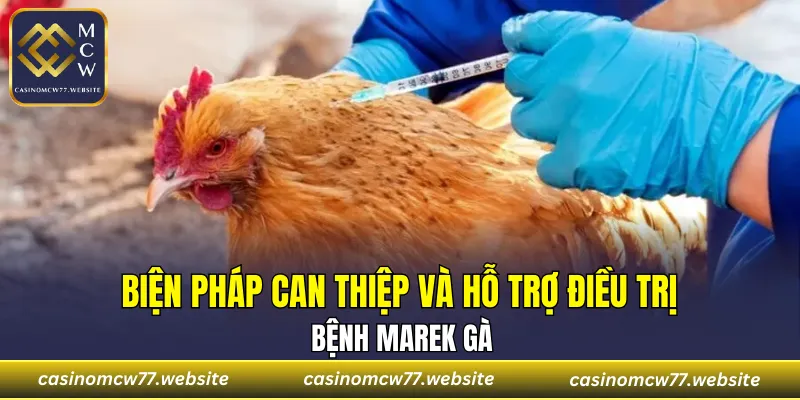 Biện pháp can thiệp và hỗ trợ điều trị bệnh Marek gà