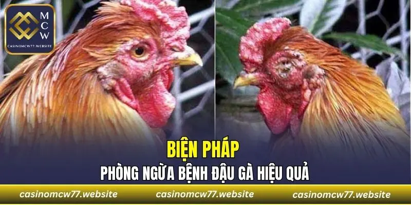 Biện pháp phòng ngừa bệnh đậu gà hiệu quả