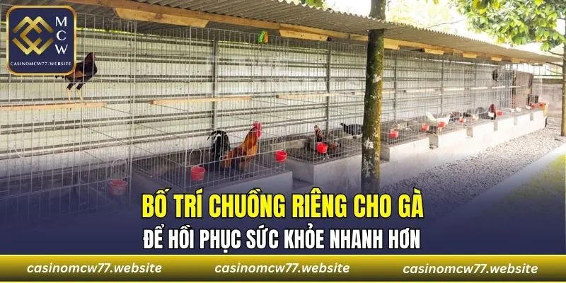 Bố trí chuồng riêng cho gà để hồi phục sức khỏe nhanh hơn