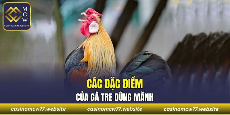Các đặc điểm của gà tre dũng mãnh