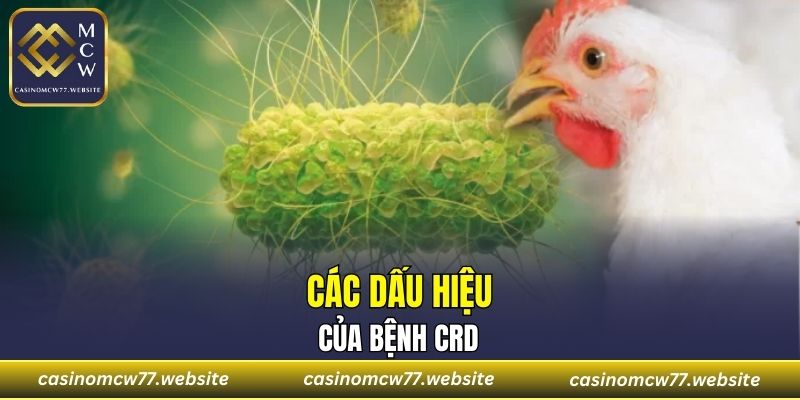 Các dấu hiệu của bệnh CRD