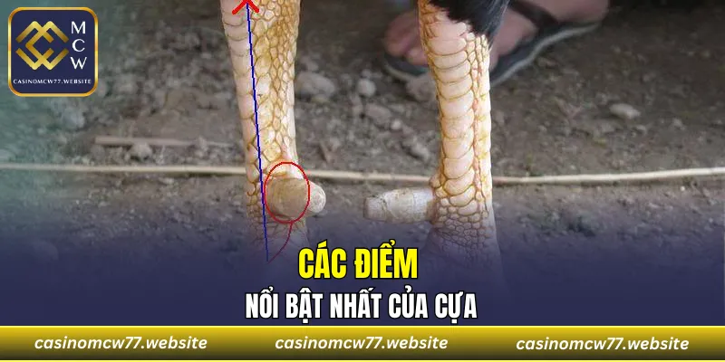 Các điểm nổi bật nhất của cựa