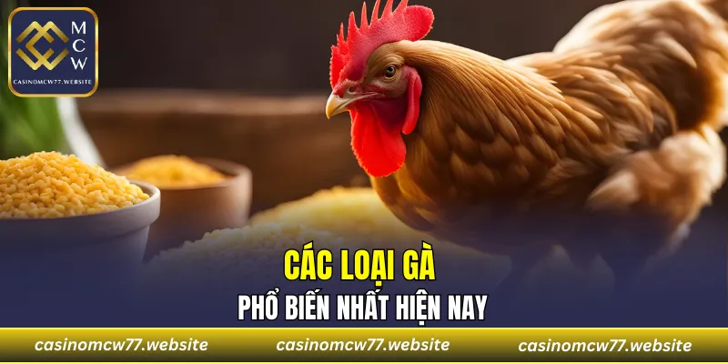 Các loại gà phổ biến nhất hiện nay