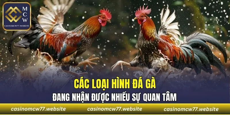 Các loại hình đá gà đang nhận được nhiều sự quan tâm