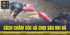 Cách Chăm Sóc Gà Chọi Sau Khi Đá