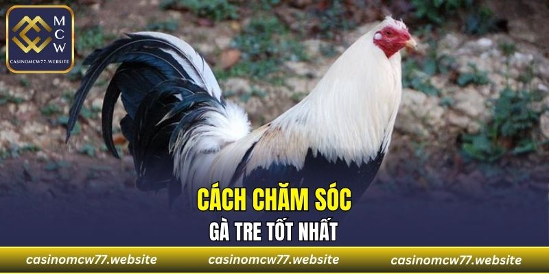 Cách chăm sóc gà tre tốt nhất