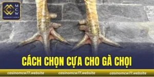 Cách Chọn Cựa Cho Gà Chọi