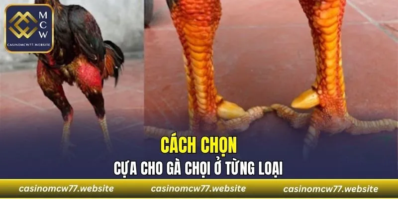 Cách chọn cựa cho gà chọi ở từng loại