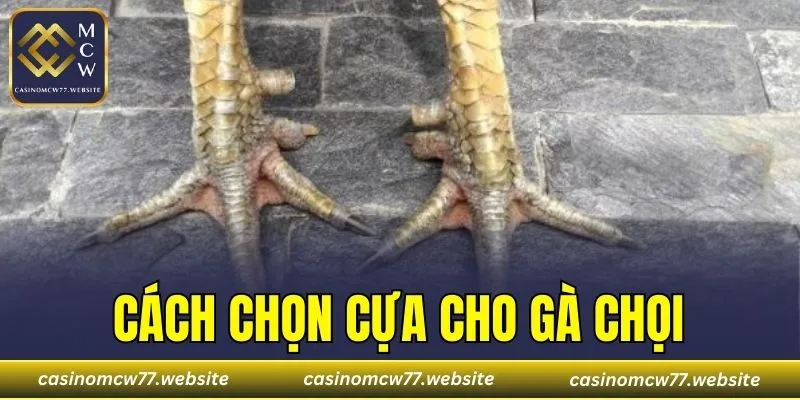 Cách Chọn Cựa Cho Gà Chọi