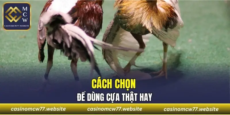Cách chọn để dùng cựa thật hay