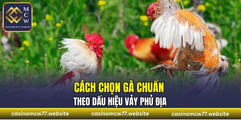 Cách chọn gà chuẩn theo dấu hiệu vảy phủ địa