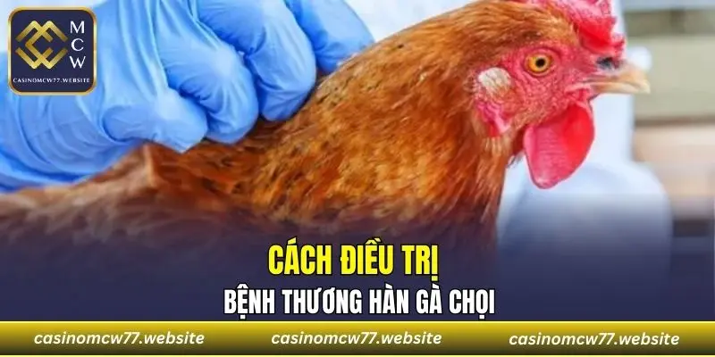 Cách điều trị bệnh thương hàn gà chọi