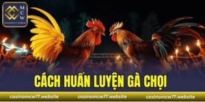 Cách Huấn Luyện Gà Chọi