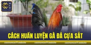 Cách Huấn Luyện Gà Đá Cựa Sắt