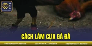 Cách Làm Cựa Gà Đá