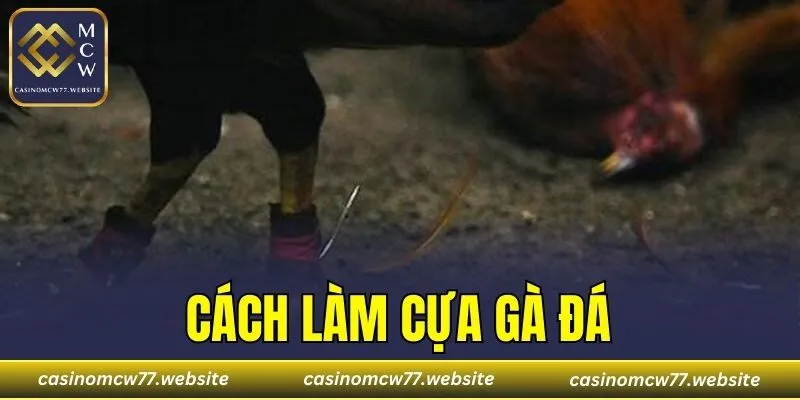 Cách Làm Cựa Gà Đá