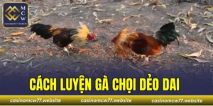 Cách Luyện Gà Chọi Dẻo Dai