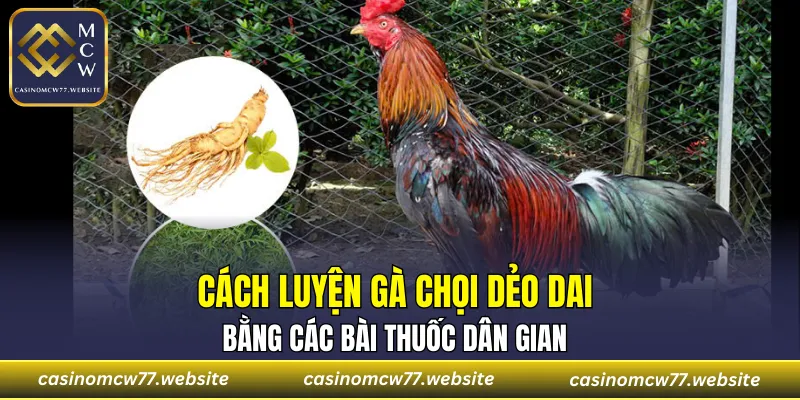 Cách luyện gà chọi dẻo dai bằng các bài thuốc dân gian