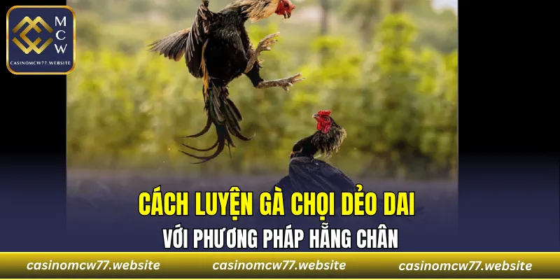 Cách luyện gà chọi dẻo dai với phương pháp hẵng chân