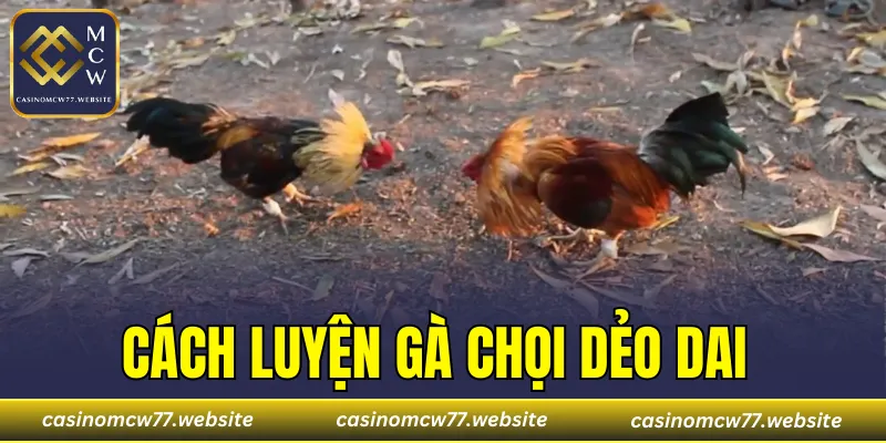 Cách Luyện Gà Chọi Dẻo Dai