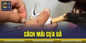 Cách Mài Cựa Gà