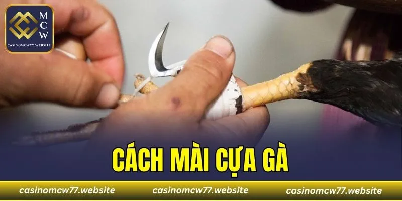 Cách Mài Cựa Gà
