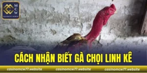 Cách Nhận Biết Gà Chọi Linh Kê